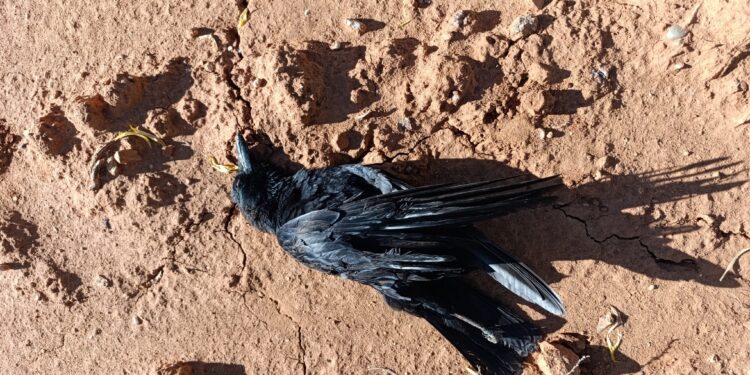 Un cuervo, al electrocutarse, deja sin agua a este pueblo. 1 Imagen de WhatsApp 2025 08 29 a las 18.38.17 dc24e41c