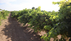 Los viticultores de Castilla-La Mancha reciben de manera anticipada 5,5 millones de euros de indemnización por daños provocados por pedrisco