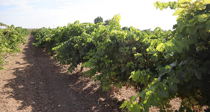 Los viticultores de Castilla-La Mancha reciben de manera anticipada 5,5 millones de euros de indemnización por daños provocados por pedrisco