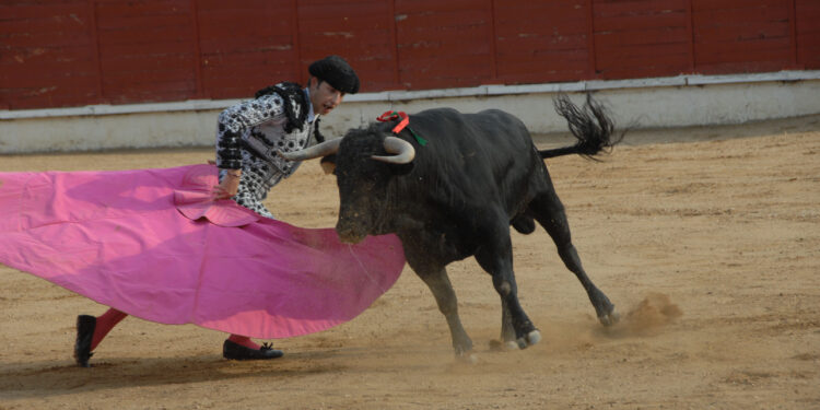 Sergio Domínguez, Jesús Romero y Pedro Andrés, a hombros de Las Cruces de Sigüenza 1 Pedro Andres