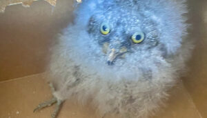 Rescatada una cría de autillo gracias a la colaboración vecinal en Armallones 2 Rescatada una cría de autillo gracias a la colaboración vecinal en Armallones