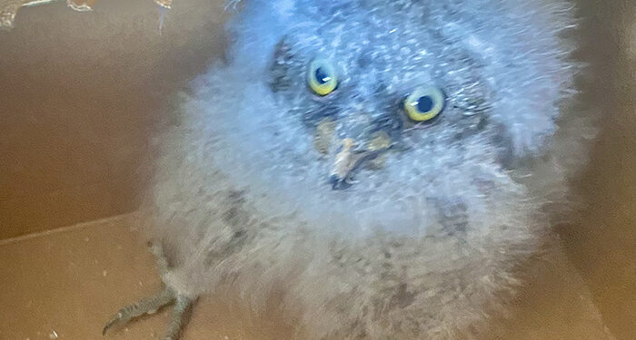 Rescatada una cría de autillo gracias a la colaboración vecinal en Armallones 1 Rescatada una cría de autillo gracias a la colaboración vecinal en Armallones