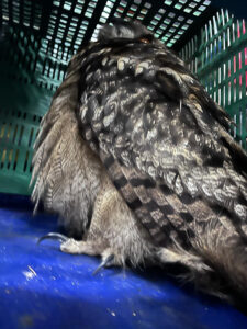 Rescatado un búho real del Recinto Ferial de Cuenca