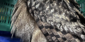 Rescatado un búho real del Recinto Ferial de Cuenca