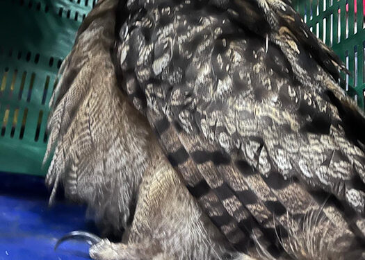 Rescatado un búho real del Recinto Ferial de Cuenca