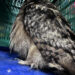 Rescatado un búho real del Recinto Ferial de Cuenca