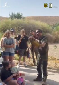 Un Milano Real vuelve a surcar los cielos de la alcarria conquense tras ser recuperado 2 Un Milano Real vuelve a surcar los cielos de la alcarria conquense tras ser recuperado