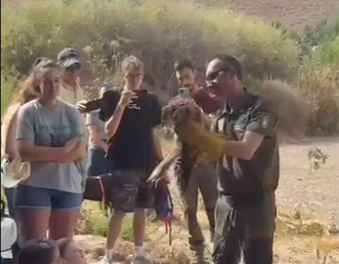 Un Milano Real vuelve a surcar los cielos de la alcarria conquense tras ser recuperado 1 Un Milano Real vuelve a surcar los cielos de la alcarria conquense tras ser recuperado