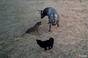 Unidas por Fontanar exige explicaciones a la Alcaldía por las infracciones en los encierros