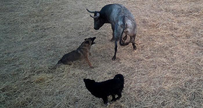 Unidas por Fontanar exige explicaciones a la Alcaldía por las infracciones en los encierros