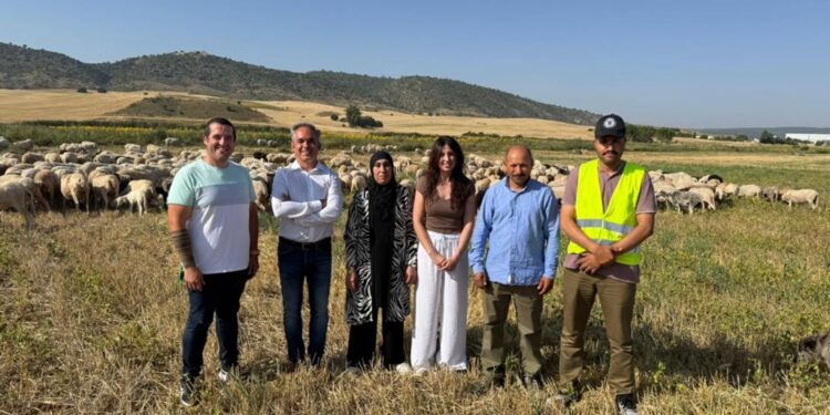 El Gobierno regional ha pagado, en lo que va de año, más de seis millones de euros a explotaciones ganaderas en ayudas para bienestar animal 1 explotacion de ovino en Villar de Olalla