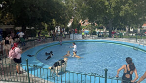 Acuadog despide la temporada de piscina de San Roque con chapoteos perrunos felices 2 Acuadog despide la temporada de piscina de San Roque con chapoteos perrunos felices