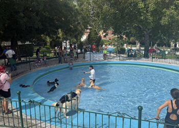 Acuadog despide la temporada de piscina de San Roque con chapoteos perrunos felices 9 Acuadog despide la temporada de piscina de San Roque con chapoteos perrunos felices