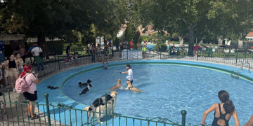 Acuadog despide la temporada de piscina de San Roque con chapoteos perrunos felices