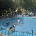Acuadog despide la temporada de piscina de San Roque con chapoteos perrunos felices 3 Acuadog despide la temporada de piscina de San Roque con chapoteos perrunos felices