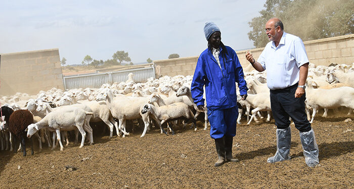Castilla-La Mancha pide un giro de la Unión Europea para que se mantengan los programas de ayudas al sector ganadero