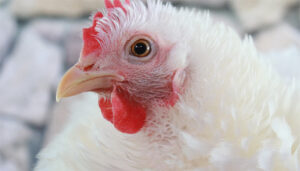 Declarado un foco de Influenza Aviar en una explotación de gallinas de recría para consumo de carne en Pozo de Guadalajara