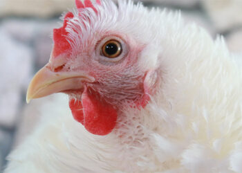 Declarado un foco de Influenza Aviar en una explotación de gallinas de recría para consumo de carne en Pozo de Guadalajara