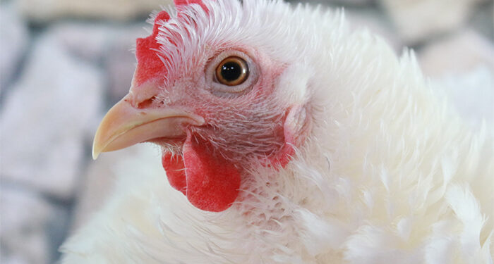 Declarado un foco de Influenza Aviar en una explotación de gallinas de recría para consumo de carne en Pozo de Guadalajara