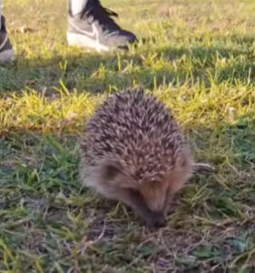 Erizo avistado en un parque de Cuenca la Policía Local aclara su presencia y ofrece consejos a los ciudadanos