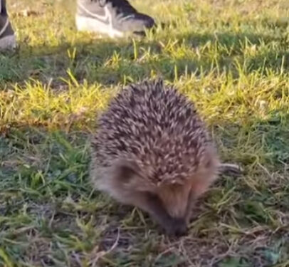 Erizo avistado en un parque de Cuenca la Policía Local aclara su presencia y ofrece consejos a los ciudadanos