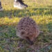 Erizo avistado en un parque de Cuenca la Policía Local aclara su presencia y ofrece consejos a los ciudadanos