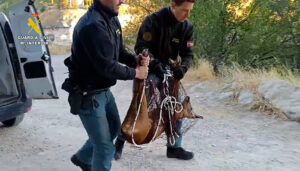 La Guardia Civil de Cuenca rescata un corzo atrapado en una finca del casco histórico de Cuenca