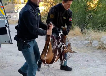 La Guardia Civil de Cuenca rescata un corzo atrapado en una finca del casco histórico de Cuenca