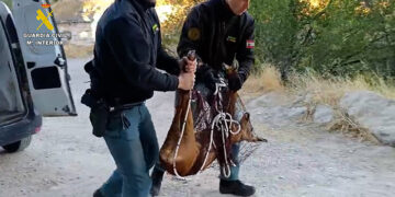 La Guardia Civil de Cuenca rescata un corzo atrapado en una finca del casco histórico de Cuenca