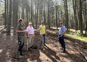 La Junta ejecuta trabajos selvícolas en más de 500 hectáreas de montes públicos de la provincia de Cuenca