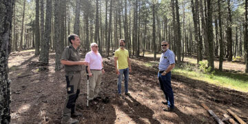 La Junta ejecuta trabajos selvícolas en más de 500 hectáreas de montes públicos de la provincia de Cuenca