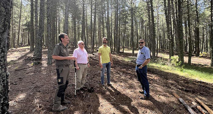La Junta ejecuta trabajos selvícolas en más de 500 hectáreas de montes públicos de la provincia de Cuenca