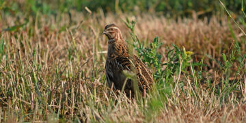 Más de 2.200 cazadores se suman al Coturnix Challenge, el primer censo simultáneo de codorniz a nivel nacional
