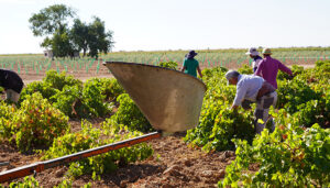 Vendimia generalizada en DO La Mancha con la recogida de la Airén