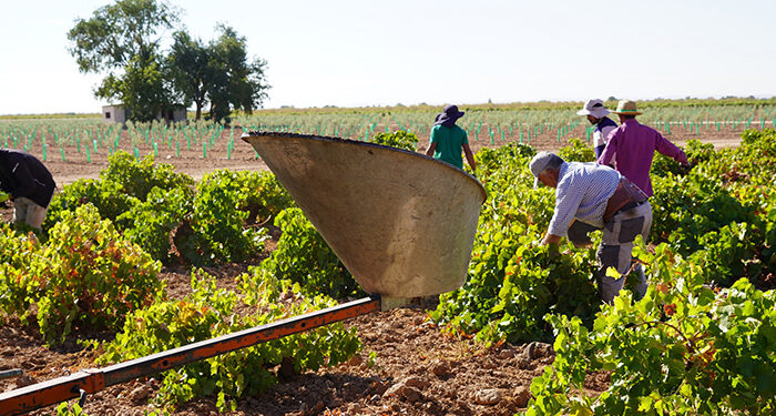 Vendimia generalizada en DO La Mancha con la recogida de la Airén