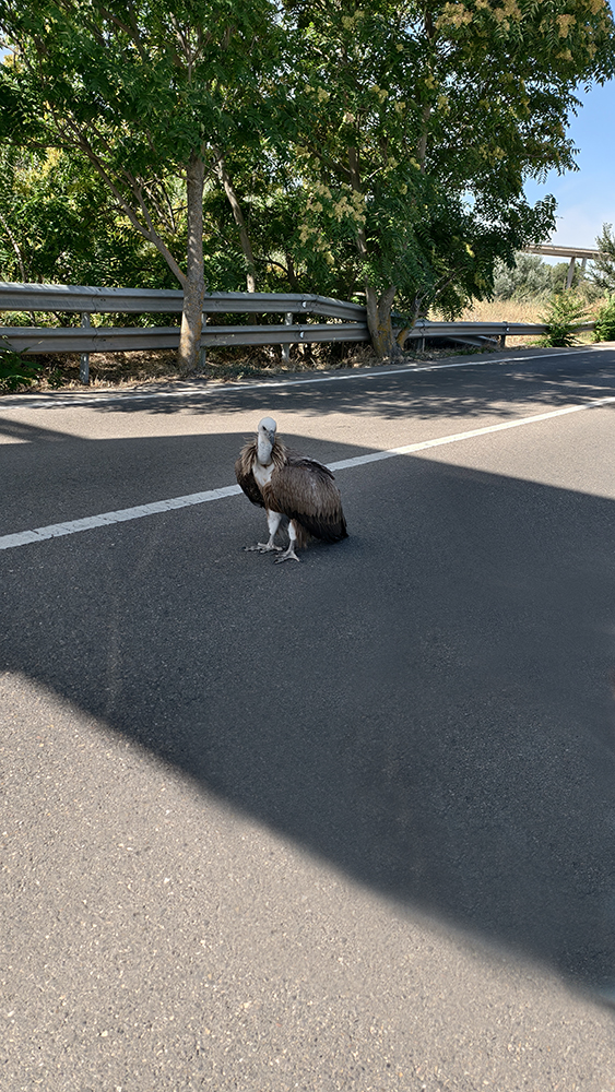 Vídeo noticia. Un buitre leonado haciendo autostop a la salida de Cuenca