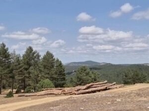 La Junta publica la convocatoria de ayudas para el fomento de agrupaciones de propietarios forestales privados por 200.000 euros 3 La Junta publica la convocatoria de ayudas para el fomento de agrupaciones de propietarios forestales privados por 200.000 euros