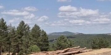 La Junta publica la convocatoria de ayudas para el fomento de agrupaciones de propietarios forestales privados por 200.000 euros