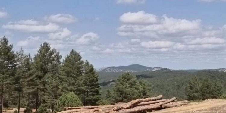 La Junta publica la convocatoria de ayudas para el fomento de agrupaciones de propietarios forestales privados por 200.000 euros