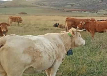 APAG tramita 26 solicitudes de collares de vallado virtual 8 APAG tramita 26 solicitudes de collares de vallado virtual