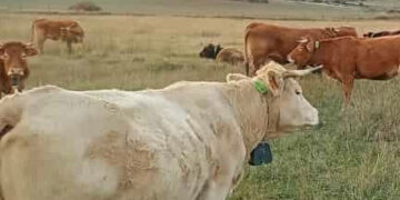 APAG tramita 26 solicitudes de collares de vallado virtual