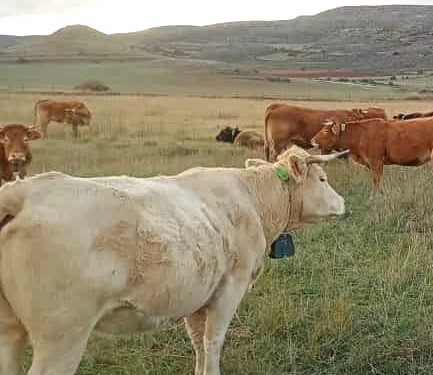 APAG tramita 26 solicitudes de collares de vallado virtual