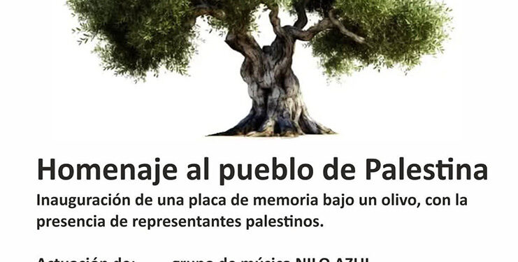 Cifuentes acogerá un homenaje al pueblo palestino con la plantación de un olivo centenario y la instalación de una placa conmemorativa 1 Cifuentes acogerá un homenaje al pueblo palestino con la plantación de un olivo centenario y la instalación de una placa conmemorativa
