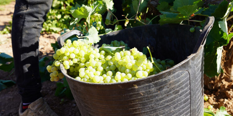 DO La Mancha cierra su vendimia 2025 con una reducción significativa de la producción