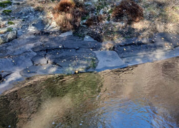 Ecologistas en Acción denuncia que las cenizas del incendio del Pico del Lobo contaminan el río Jarama 5 Ecologistas en Acción denuncia que las cenizas del incendio del Pico del Lobo contaminan el río Jarama