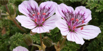 El IRIAF presenta sus avances en gestión de biodiversidad botánica de la provincia Cuenca y en el potencial agronómico de nuevas especies de aromáticas