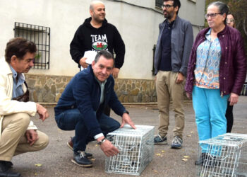 El programa de Control de Colinas Felinas de la Diputación de Cuenca está llegando a 1.300 gatos de 82 municipios con una inversión de 270.000 euros