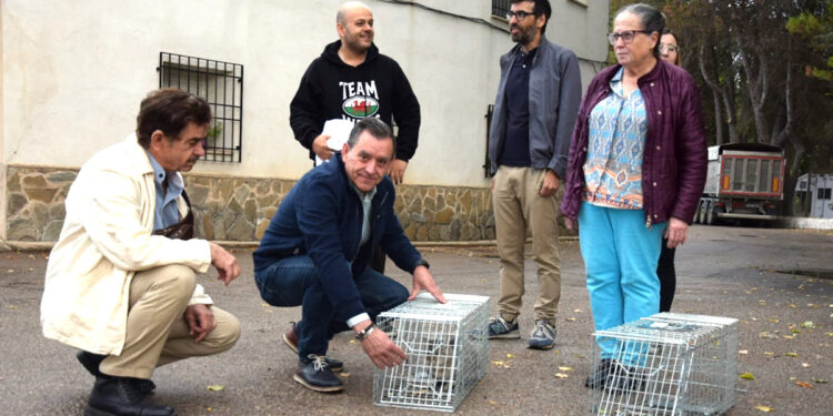 El programa de Control de Colinas Felinas de la Diputación de Cuenca está llegando a 1.300 gatos de 82 municipios con una inversión de 270.000 euros