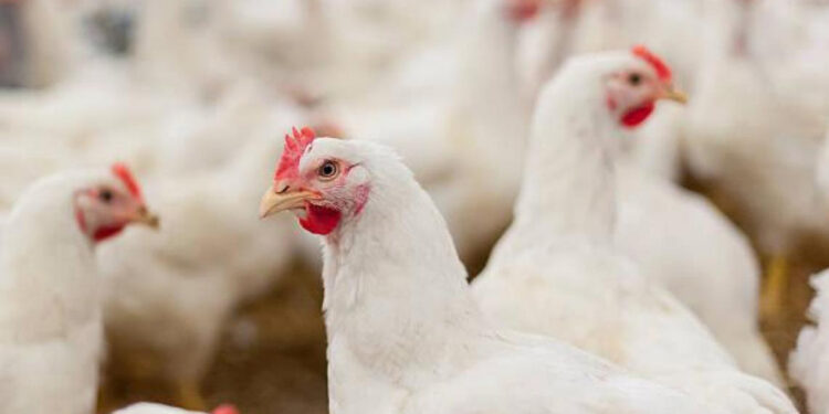 La Consejería de Agricultura inicia el protocolo de actuación tras la confirmación de un foco de Influenza Aviar en Toledo