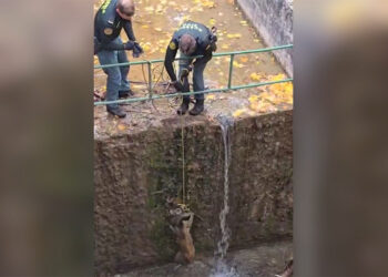 La Guardia Civil de Cuenca rescata un corzo atrapado en el canal de la Laguna de Uña